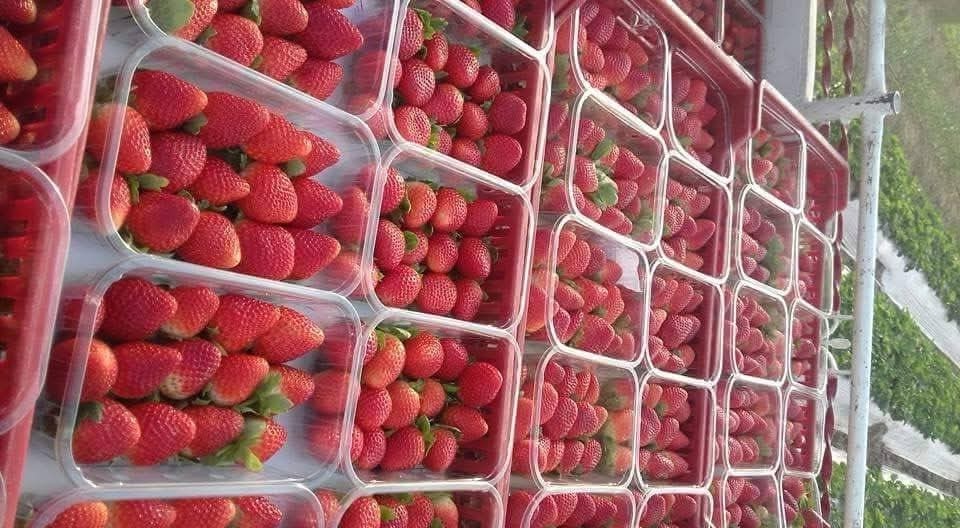 Fresh Egyptian strawberries packed for export with bright red color and high-quality grading at Select Greens facility.