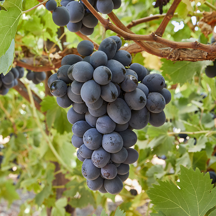 Black Grapes Seedless from Select Greens