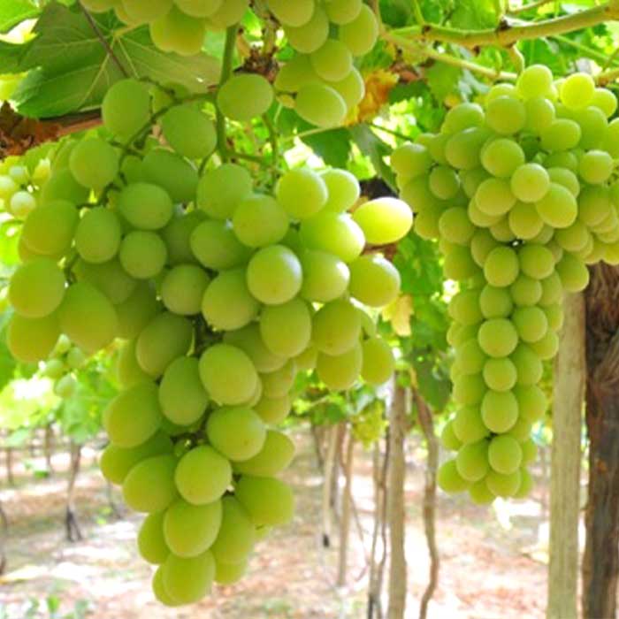 Green Grapes Seedless from Select Greens
