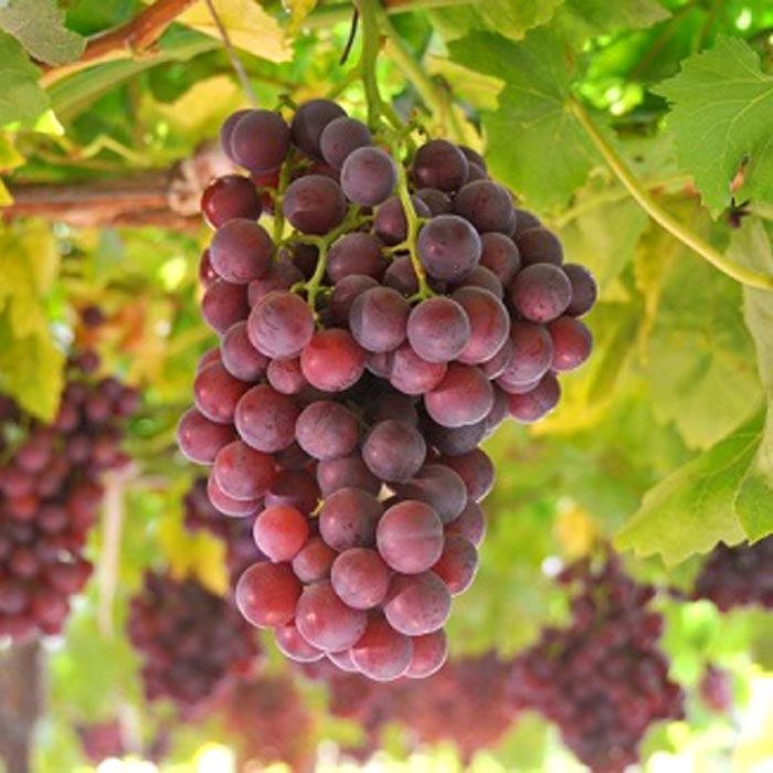 Red Grapes Seedless from Select Greens
