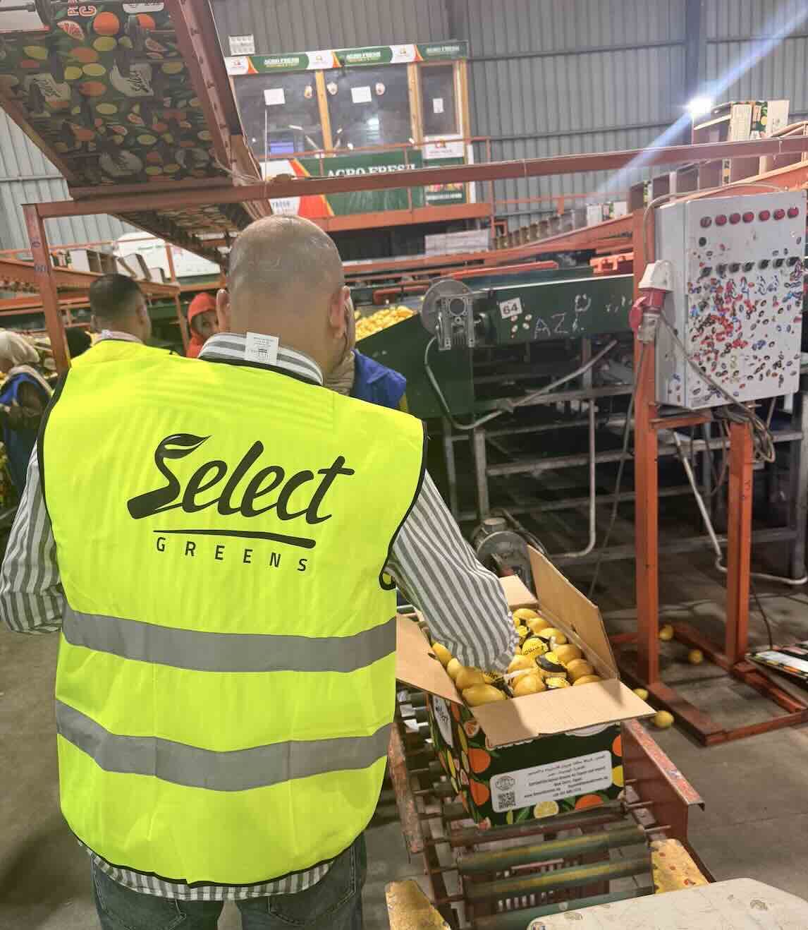 Buyer checks his shipment of Lemon at Select Greens