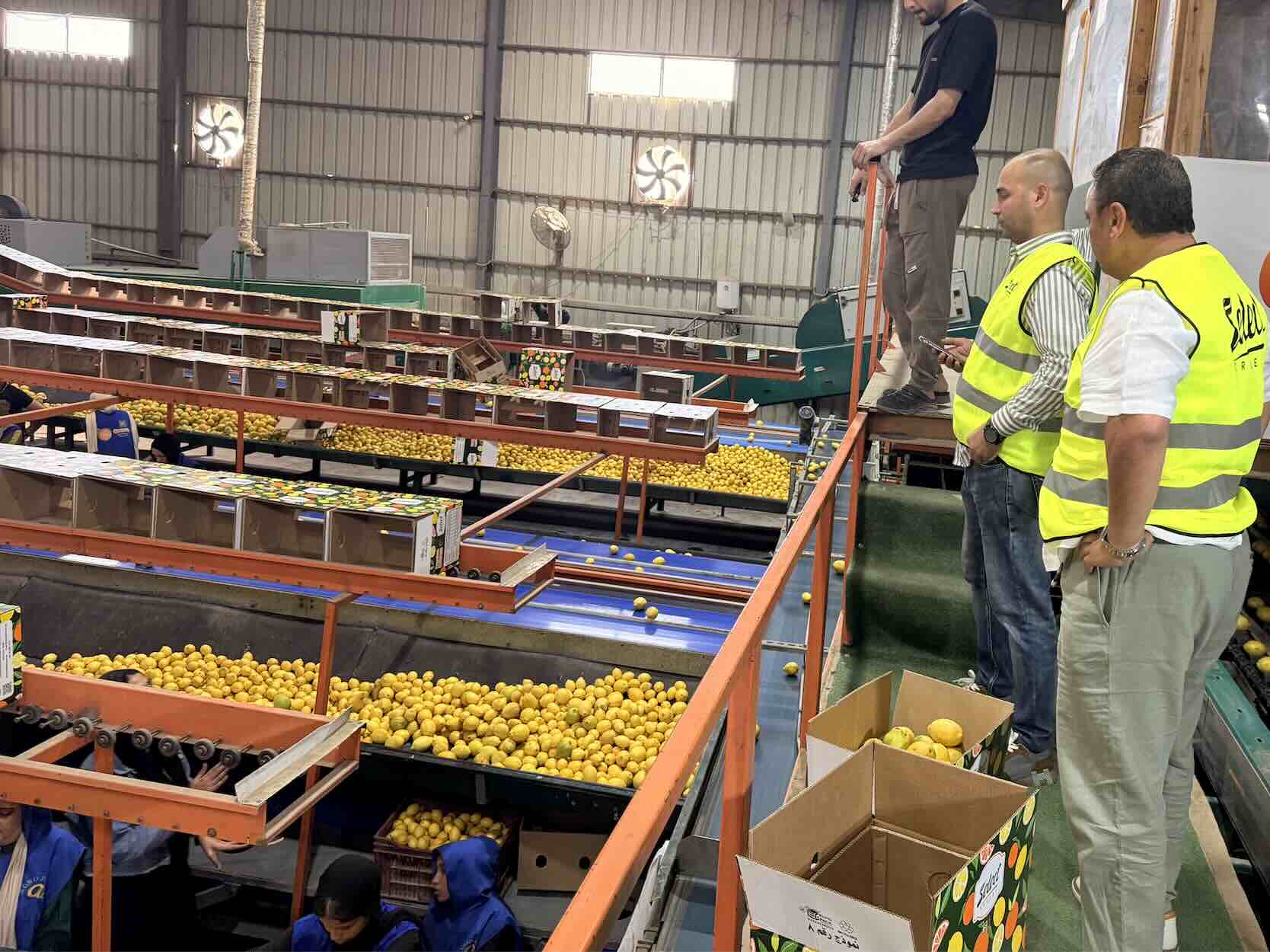 Egyptian Lemon Export Process at Select Greens