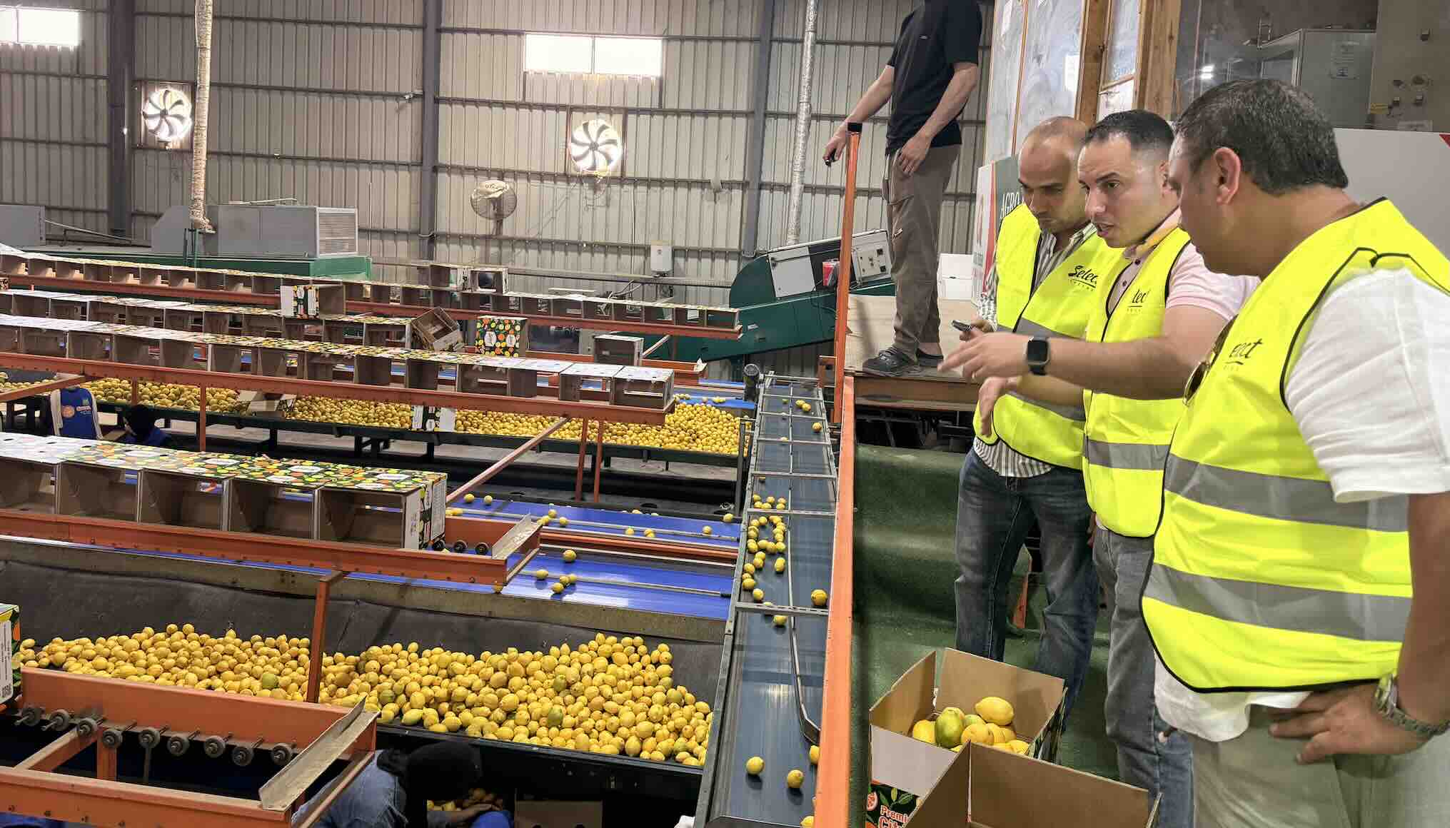 Following packing process for Egyptian Lemon in Packing House at Select greens