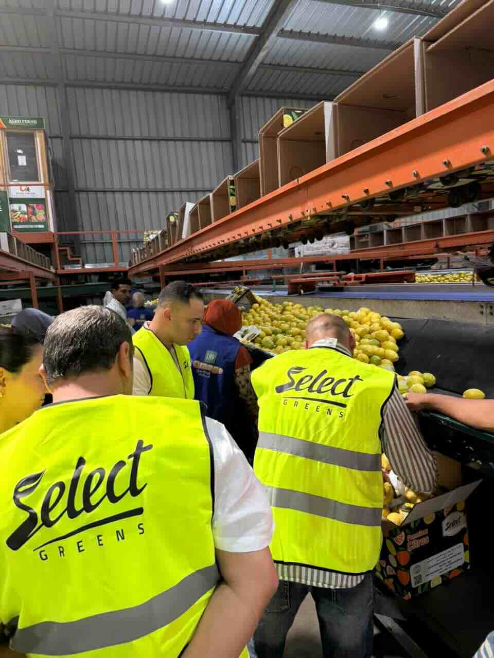 Quality check of Lemon at Select Greens