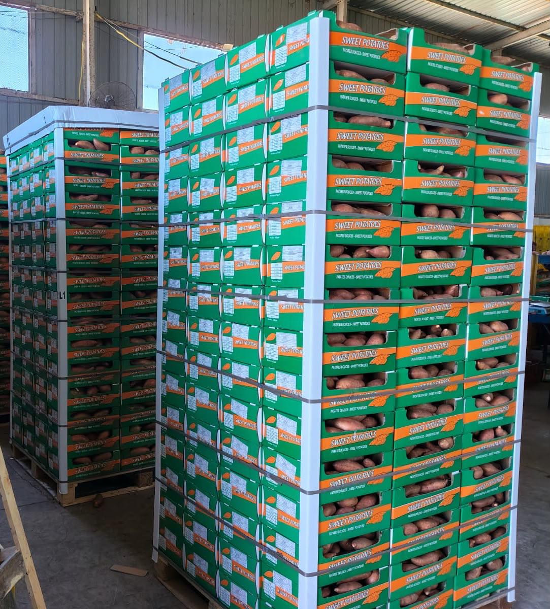 Premium Egyptian Sweet Potatoes From Select Greens