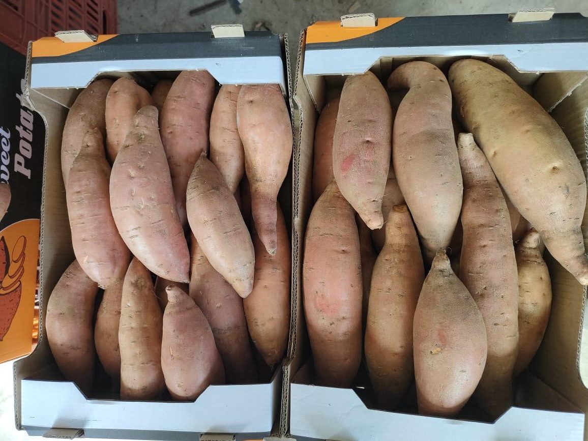 Premium Egyptian Sweet Potatoes from Select Greens